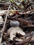 Geastrum lloydianum image
