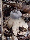 Geastrum lloydianum image