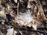Geastrum lloydianum image