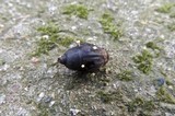 Hymenoscyphus fructigenus image