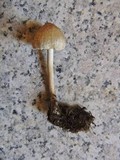Inocybe sindonia image