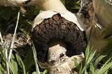 Agaricus texensis image