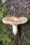 Lactarius acerrimus image