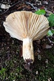 Lactarius acerrimus image