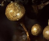 Trichia decipiens image