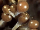 Trichia decipiens image