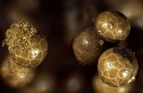 Trichia decipiens image