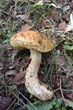 Leccinellum lepidum image