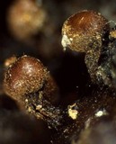 Trichia contorta image