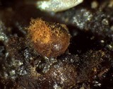 Trichia contorta image
