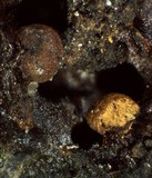 Trichia contorta image