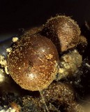 Trichia contorta image