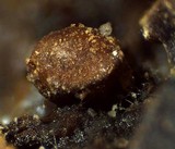 Trichia contorta image