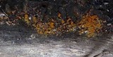 Trichia contorta image