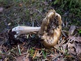 Inocybe assimilata image