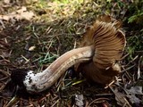 Inocybe assimilata image