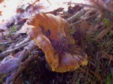 Inocybe assimilata image