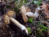 Inocybe amblyospora image