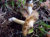 Inocybe amblyospora image