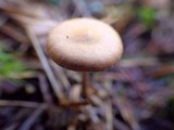 Psilocybe inquilina image