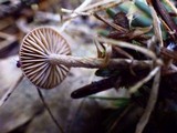 Psilocybe inquilina image