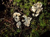 Kretzschmaria deusta image