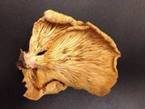 Pleurotus populinus image