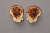 Boletus rex-veris image
