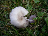 Lepista sordida image
