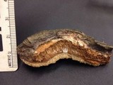 Perenniporia fraxinophila image