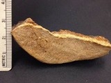 Perenniporia fraxinophila image
