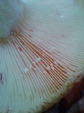 Lactarius speciosus image