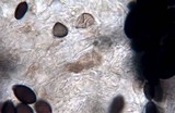 Panaeolus fimicola image
