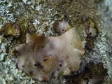Umbilicaria polyrrhiza image