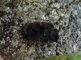 Umbilicaria polyrrhiza image