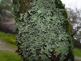 Parmotrema perlatum image