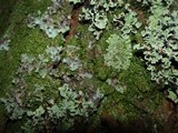 Parmotrema perlatum image