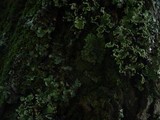 Parmotrema perlatum image