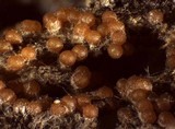 Nectria peziza image