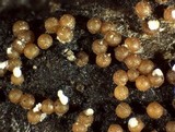 Nectria peziza image