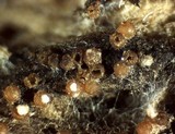 Nectria peziza image