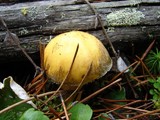 Suillus tomentosus image
