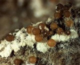 Nectria peziza image