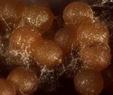 Nectria peziza image
