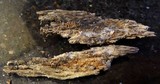 Nectria peziza image