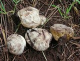 Calvatia lycoperdoides image