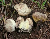 Calvatia lycoperdoides image