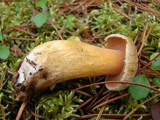 Suillus tomentosus image
