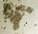 Nectria peziza image