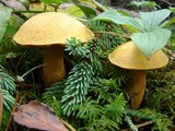 Suillus tomentosus image